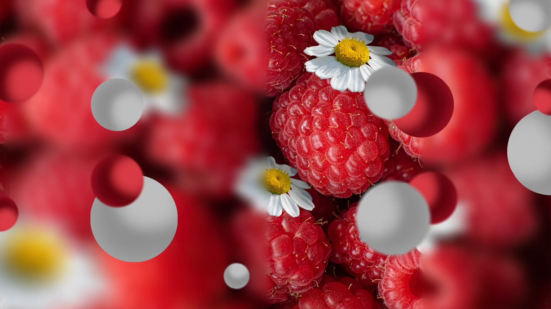 A vibrant decorative background featuring fresh raspberries and the delicate white blooms of feverfew.